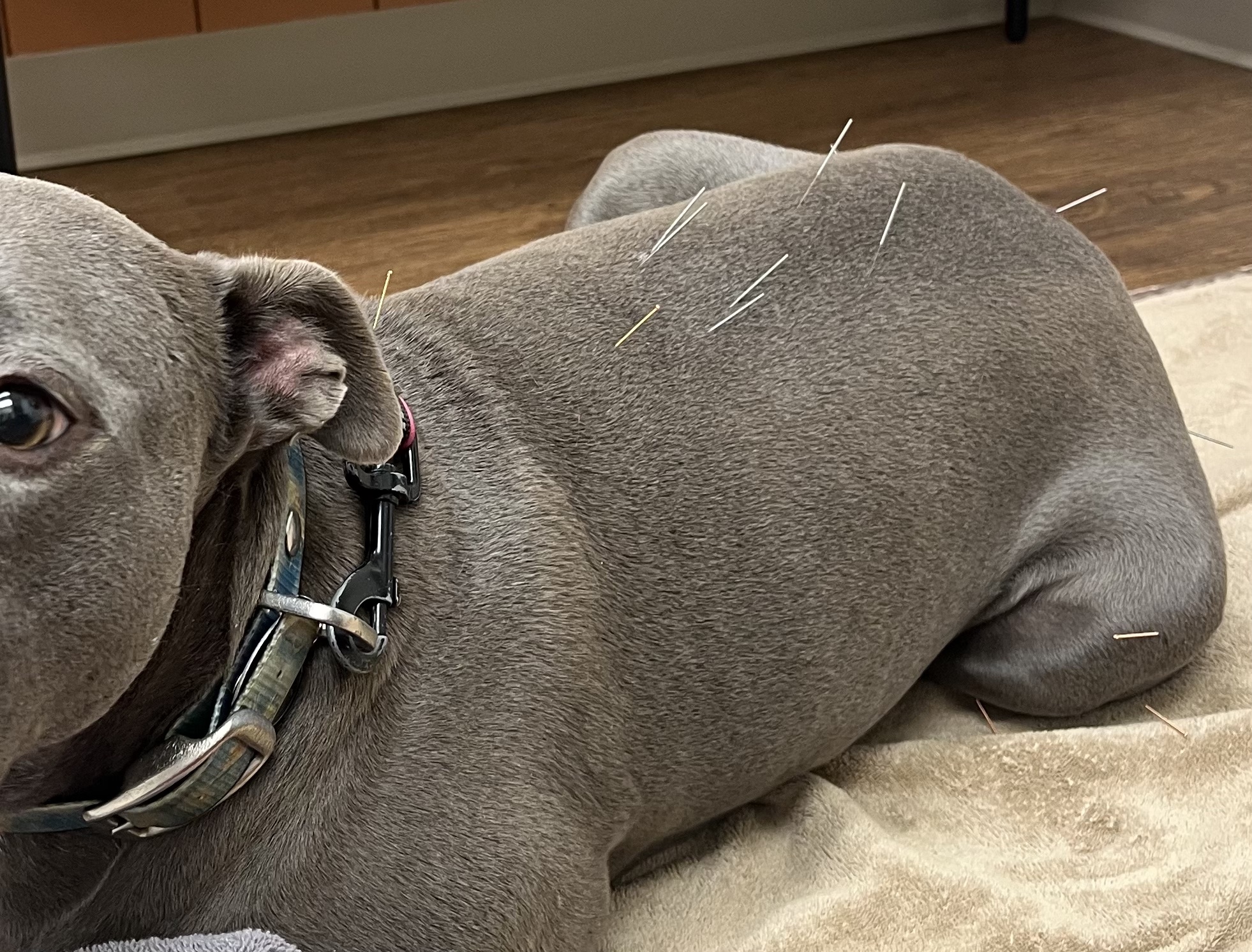 Is Acupuncture Right for Your Dog? 