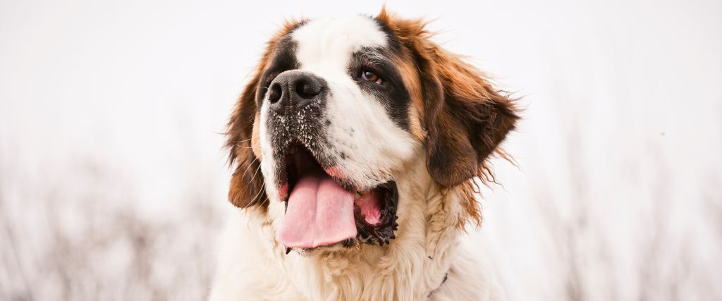 Saint Bernards