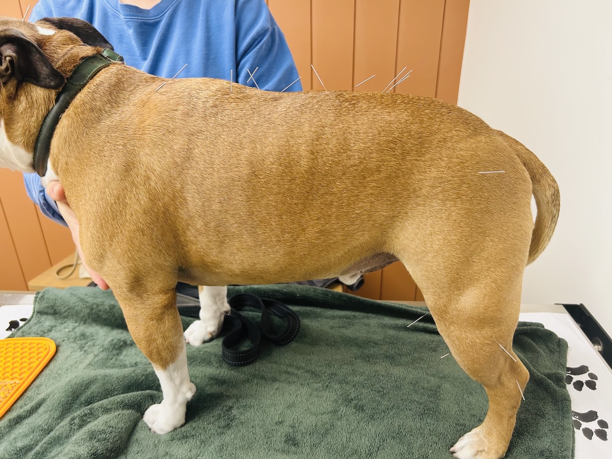 Dog receiving acupuncture 