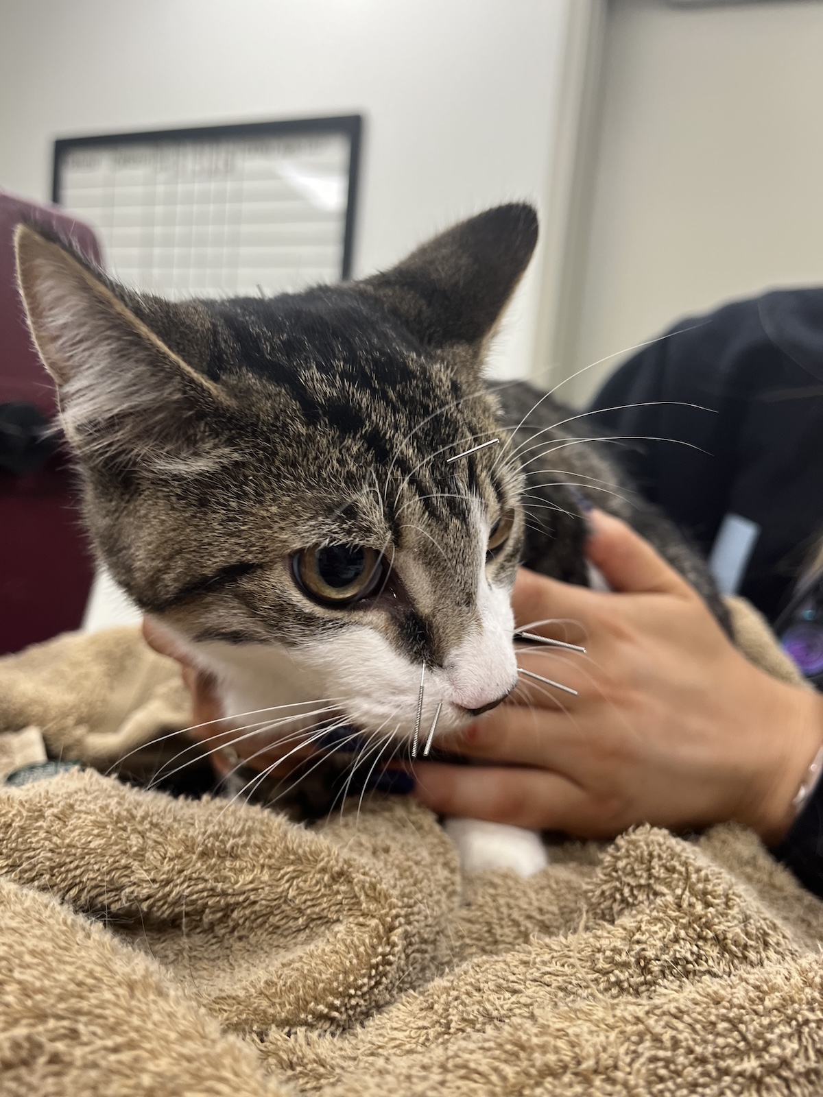 Cat receiving acupuncture 