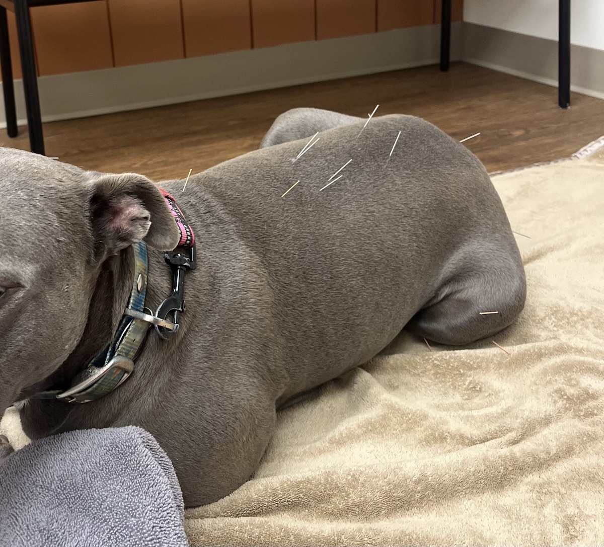 Dog receiving acupuncture 