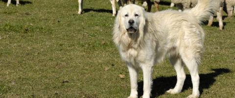 Great pyrenees breed 