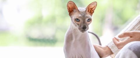 Sphynx Cat Breed