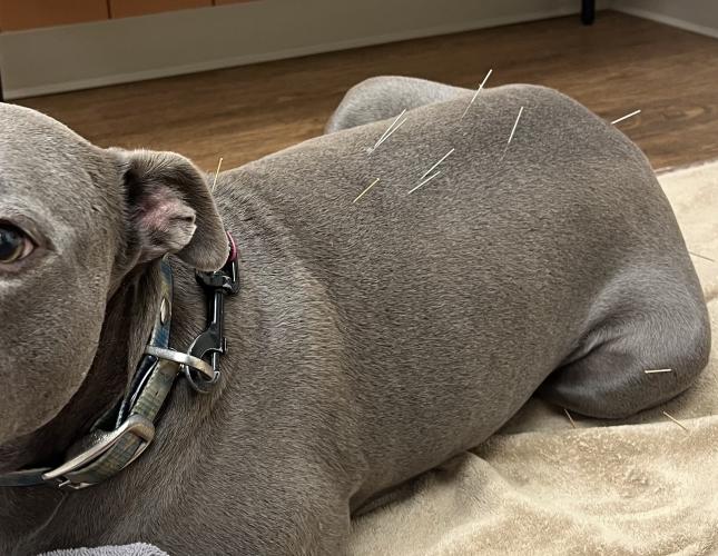 Is Acupuncture Right for Your Dog?